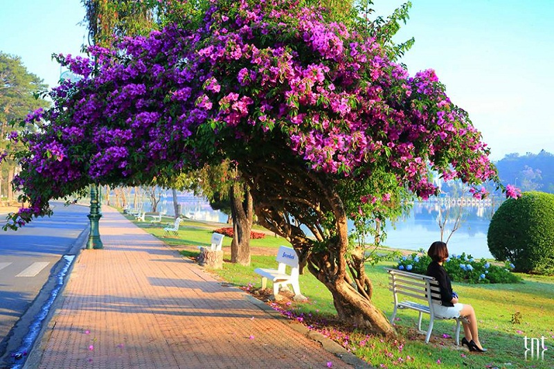 ảnh sưu tầm