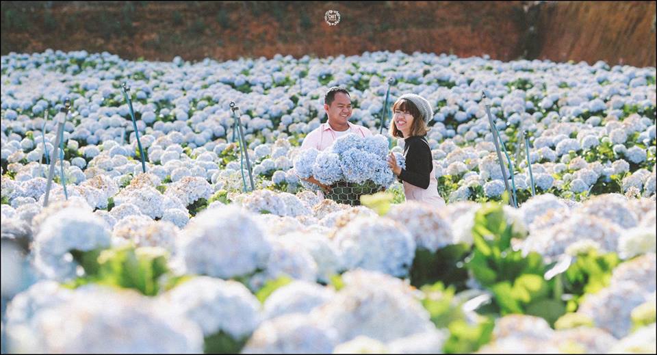 Cảnh đẹp Đà Lạt 2019 (ảnh sưu tầm)