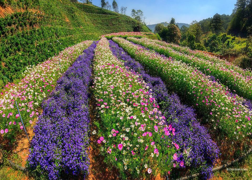 cánh đồing hoa đẹp đà lạt 2019 (ảnh sưu tầm)
