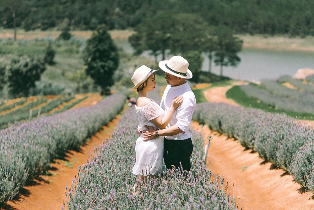Du lịch cánh đồng hoa Lavender Đà Lạt 