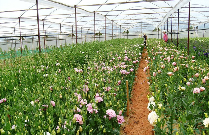 Hoa đẹp ở Đ&agrave; Lạt 2018 