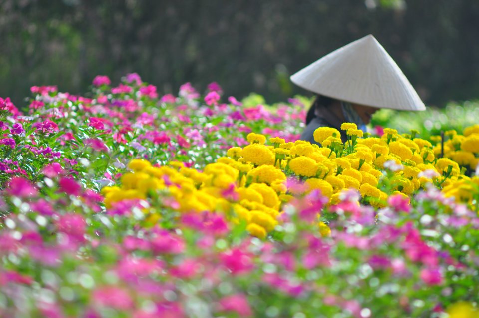 Du lịch l&agrave;ng hoa Đ&agrave; Lạt 