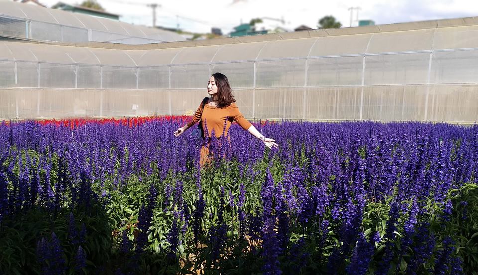 Hoa lavender Đ&agrave; Lạt rộ sắc 