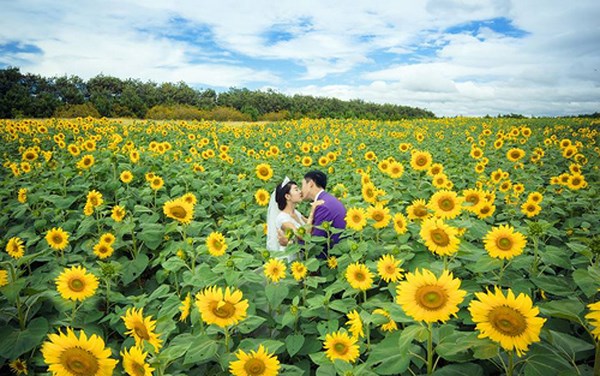 Cánh đồng hoa hướng dương ( ảnh sưu tầm )
